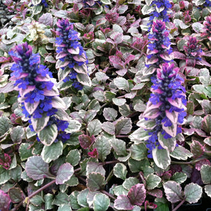 Ajuga Burgundy Glow (2.5")