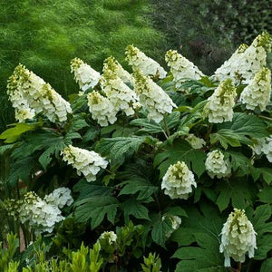 hydrangea quercifolia HYDRANGEA OAKLEAF