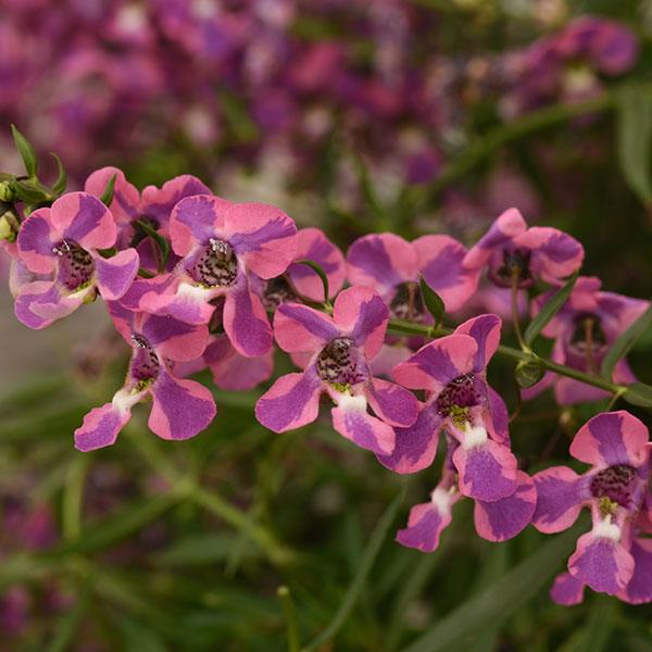 Angelonia AngelMist Spreading Pink (4.5" Pot)