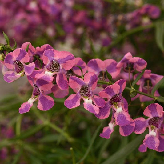 Angelonia AngelMist Spreading Pink (4.5" Pot) (SHIPPED)