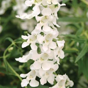 Angelonia AngelMist Spreading White (4.5" Pot) (SHIPPED)