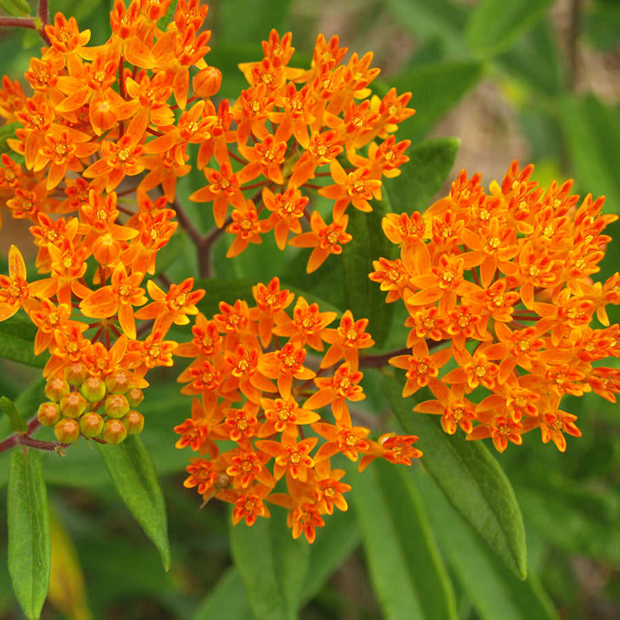 Milkweed Asclepias Tuberosa