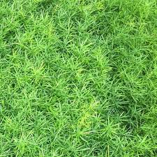 Asparagus Fern Sprengeri (4" Pot) (SHIPPED)