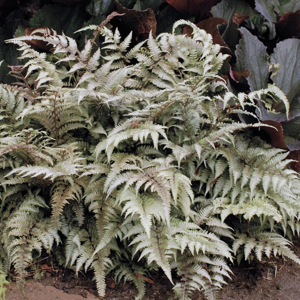 Fern Athyrium Pictum Painted Fern