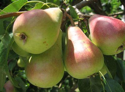 Pear Ayers Tree