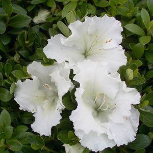 AZALEA GUMPO WHITE (3 gallon) azalea x 'Gumpo White'