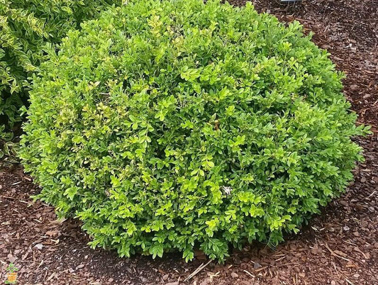 BOXWOOD BABY GEM (3 Gallon) buxus microphylla japonica 'Gregem'