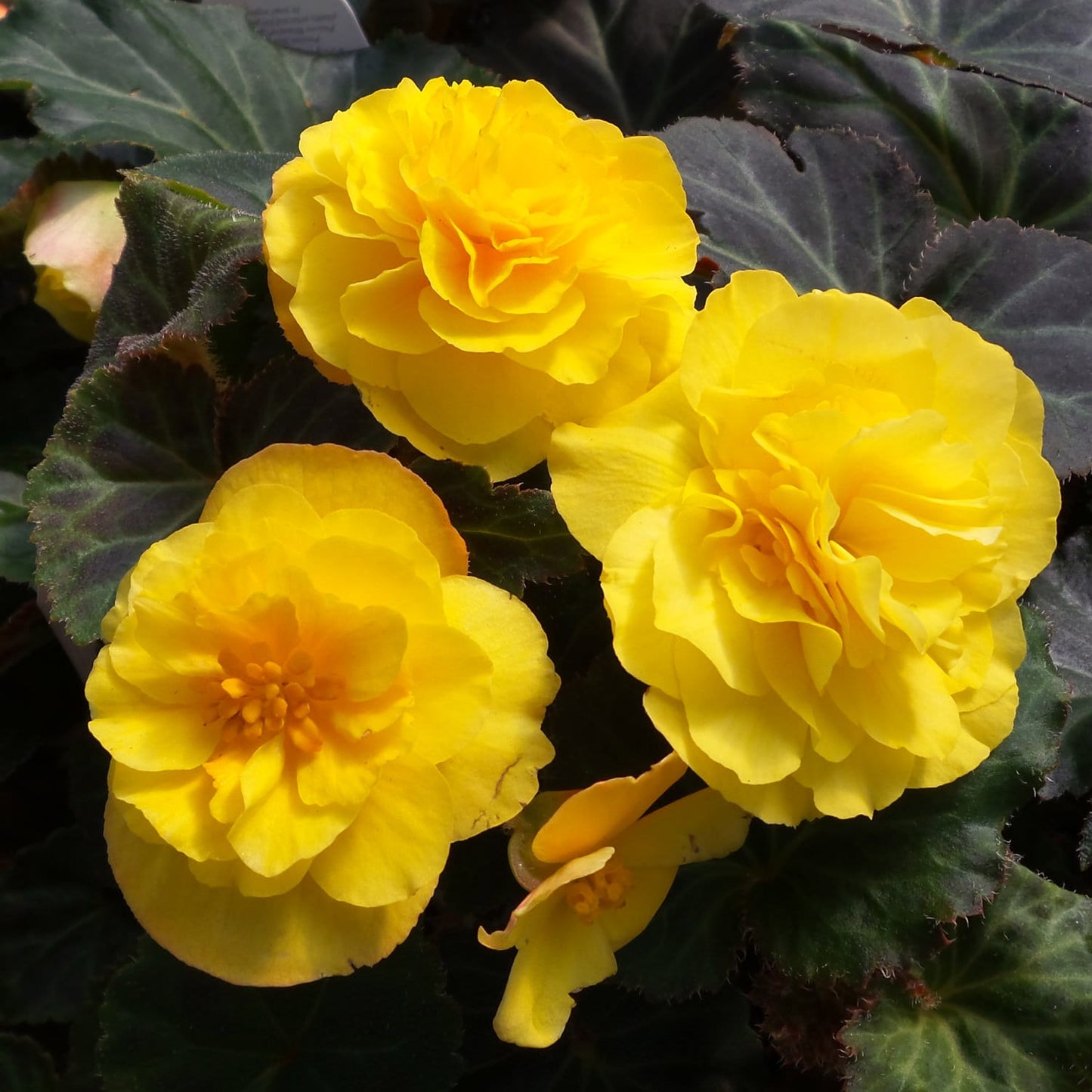 Begonia Mocca NonStop Yellow (4.5" Pot)