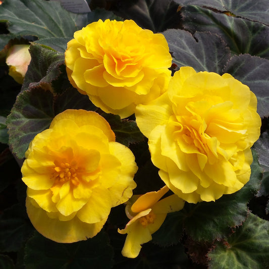 Begonia Mocca NonStop Yellow (4.5" Pot) (SHIPPED)