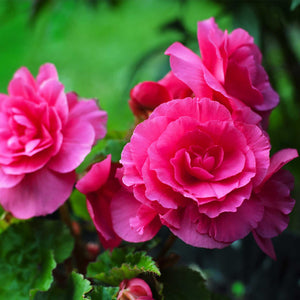 Begonia Nonstop Deep Rose (4.5" Pot)