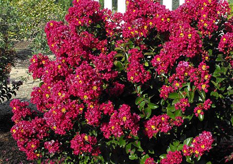 CRAPE MYRTLE BERRY DAZZLE (3 Gallon) lagerstroemia 'Berry Dazzle'