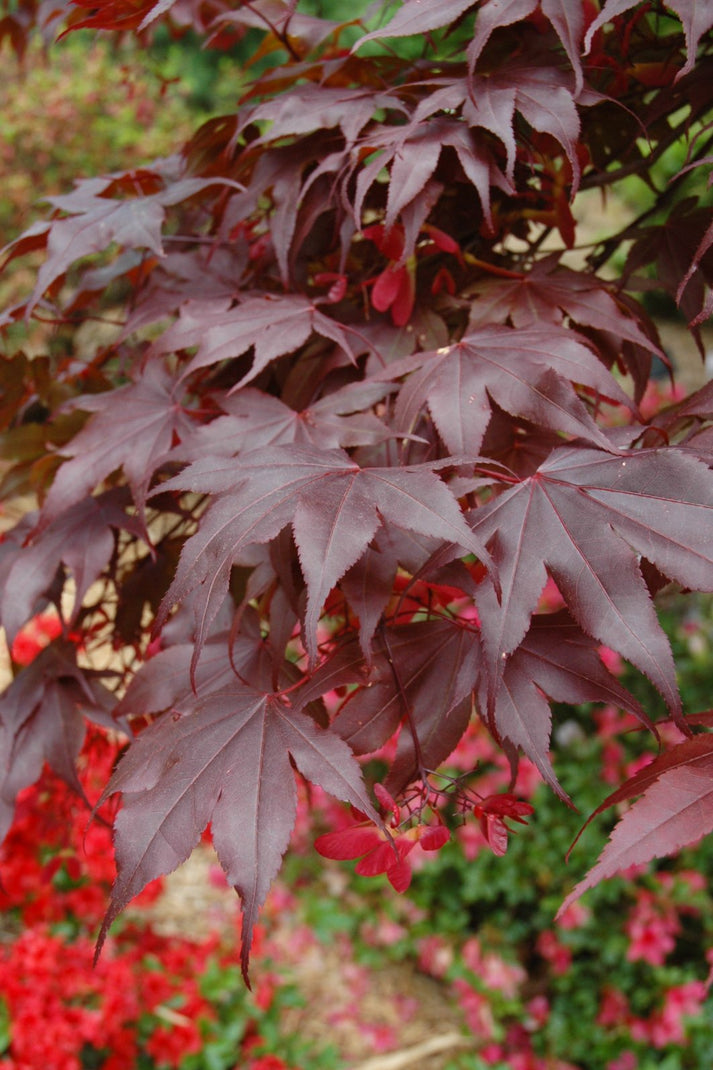 Japanese Maple Bloodgood (10 Gallon) - Classic Red-Purple Foliage ...