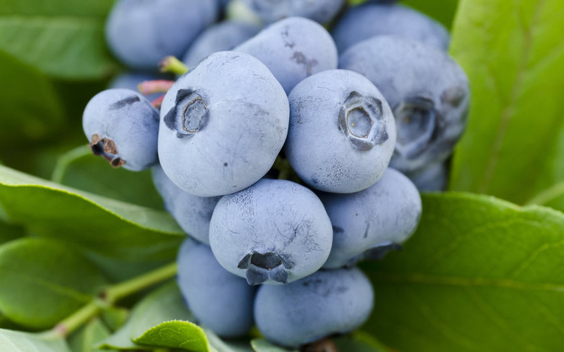 Blueberry Woodard (2 gallon)