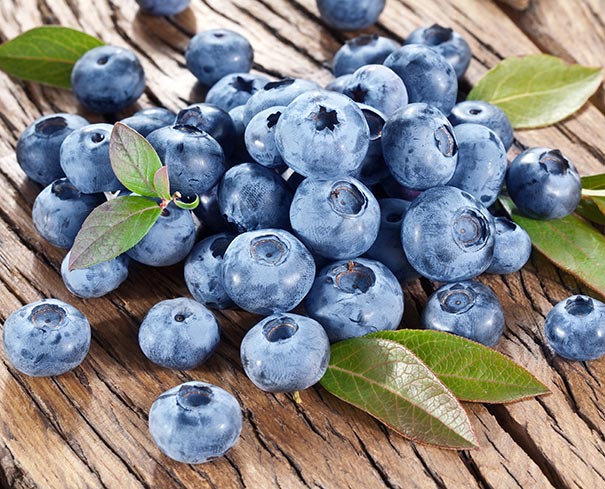 BLUEBERRY BLUECROP (3 gallon) vaccinium corymbosum 'bluecrop'