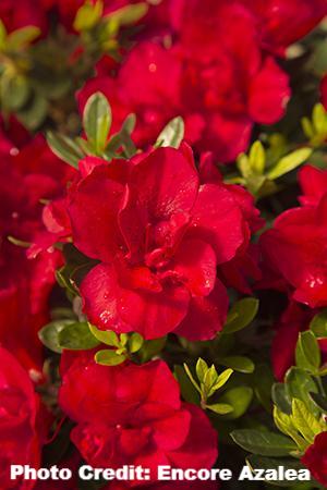 azalea x ‘encore’ AUTUMN BONFIRE (3 gallon) Rhododendron Hybrid ‘Robleza’
