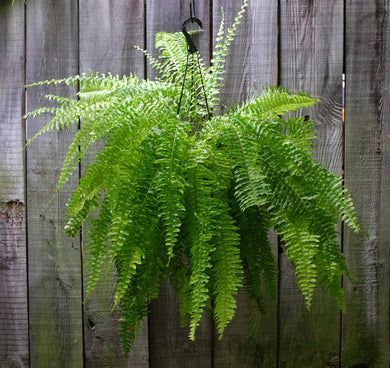Fern Boston Hanging Basket (12