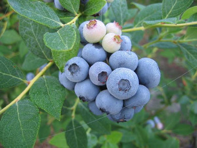 Blueberry Brightwell