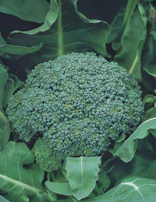 Broccoli Marathon (8-04 pack)