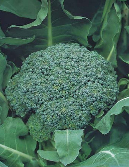 Broccoli Marathon (3.5") (Shipped)