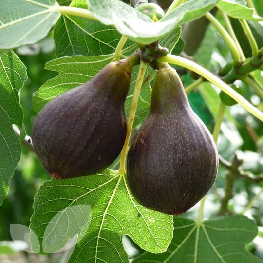 Fig Brown Turkey Tree (3 Gallon)