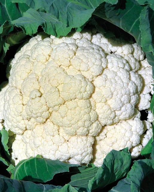Cauliflower Amazing (12-04 Pack) (Shipped)