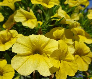 Calibrachoa Lia Yellow (4.5" Pot)
