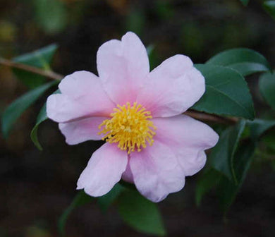 Camellia Winters Star (3 Gallon)