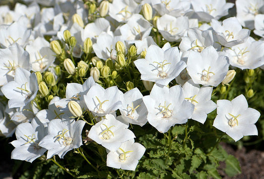 Campanula Rapido White