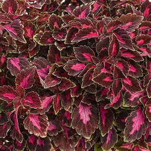Coleus Velveteen 4.5" (PW) (SHIPPED)