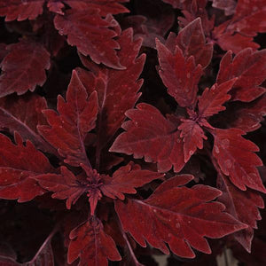 Coleus Flamethrower Salsa Roja (4.5" Pot)