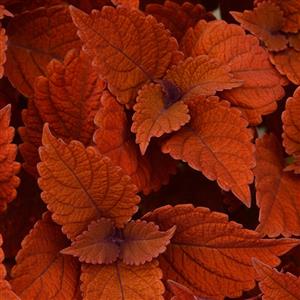 Coleus ChargedUp Inferno (4.5" Pot)