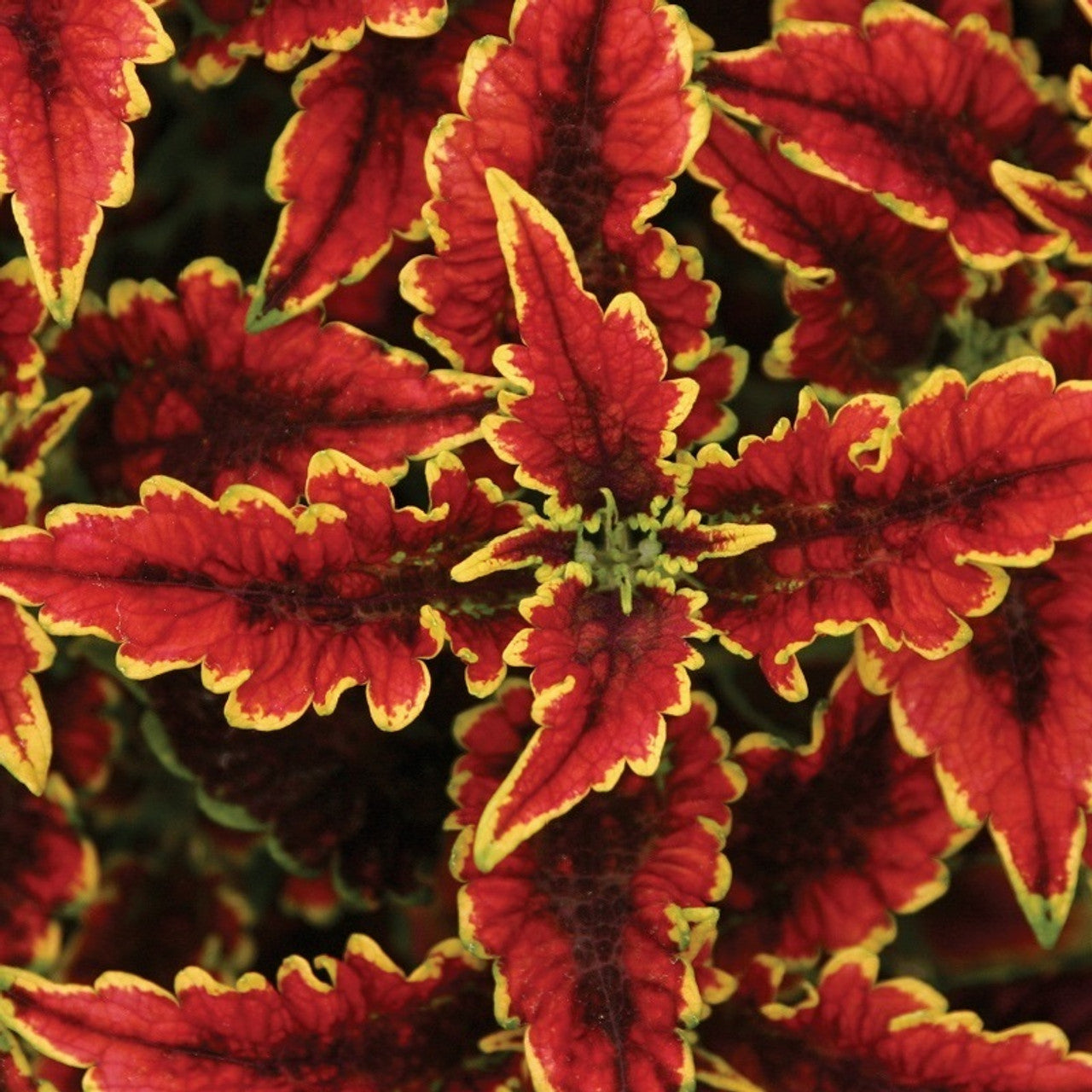 Coleus El Brighto 4.5" (PW) (SHIPPED)
