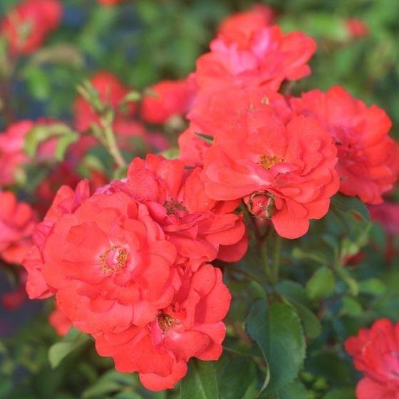 ROSE CORAL DRIFT (3 gallon) ‘Meidrifora’
