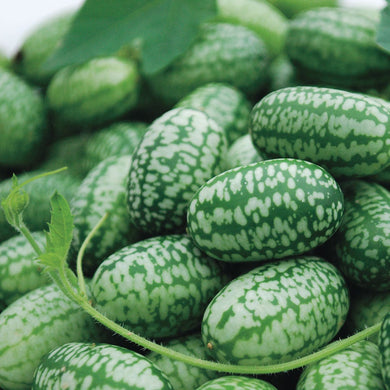 Cucumber Mexican Sour Gherkin (3.5