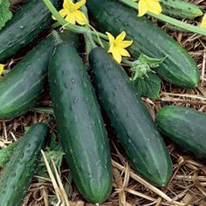 Cucumber Patio Snacker (3.5") (Shipped)