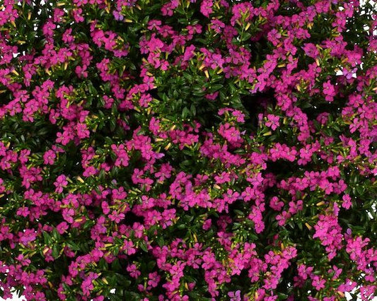 Cuphea FloriGlory Diana Magenta (4.5" Pot)
