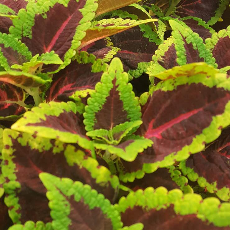 Coleus Main Street Alligator Alley (4.5" Pot)