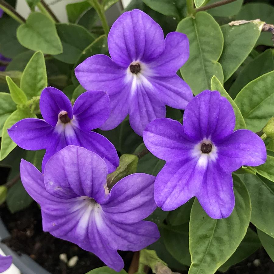 Browalia Illumination Blue 4.5" (PW) (SHIPPED)