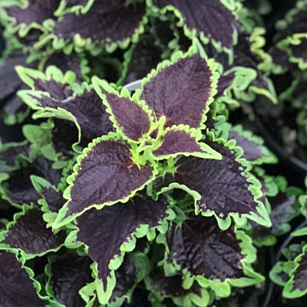 Coleus Wicked Witch 4.5" (PW) (SHIPPED)