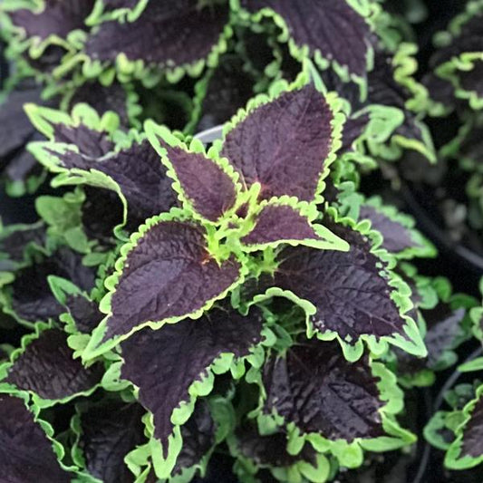 Coleus Wicked Witch 4.5" (PW) (SHIPPED)