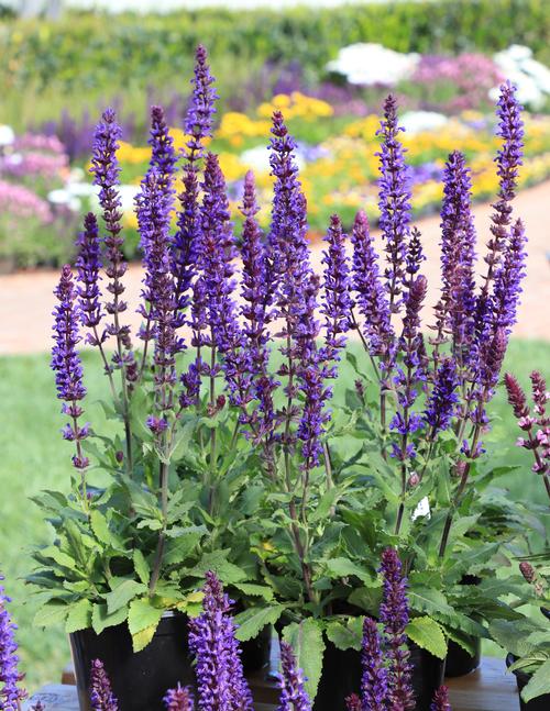 Salvia Salvatore Blue