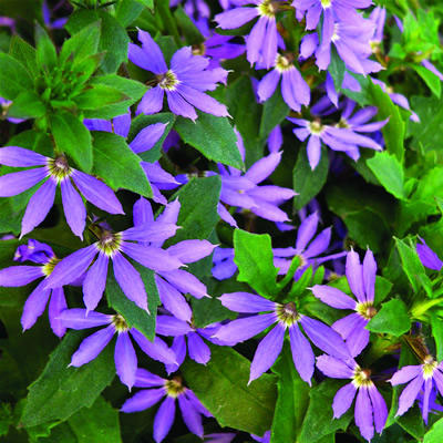 Scaevola Blue Violet (4.5 Pot)