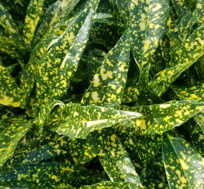 AUCUBA HOSOBA HOSHIFU (3 Gallon) "aucuba japonica"