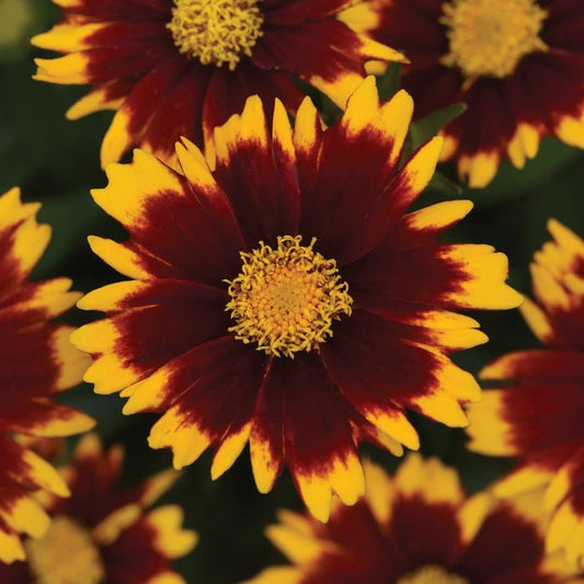 Coreopsis UpTick Red