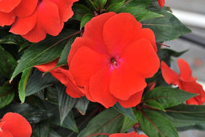 New Guinea Impatiens Petticoat Red (4.5" Pot)