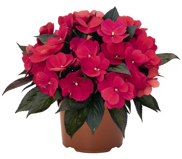 New Guinea Impatiens Petticoat Neon Night (4.5" Pot)