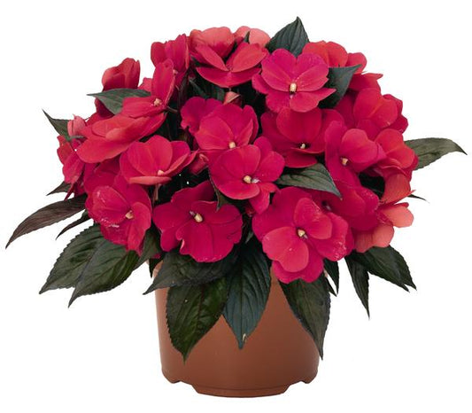 New Guinea Impatiens Petticoat Neon Night (4.5" Pot)