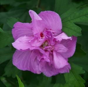 ALTHEA DOUBLE PURPLE (3 gallon) hibiscus syriacus 'Ardens'