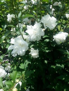 hibiscus syriacus 'Malvaceae' DOUBLE WHITE ALTHEA