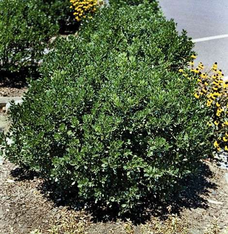 ilex glabra 'Shamrock' DWARF INKBERRY – Needham'sNursery